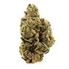 Siggis Löwenzahn ((Biscotti x Jealousy) x Sherb Bx)
