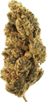 Mimosa
