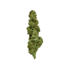 Mantis