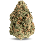Amnesia Gold