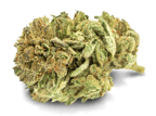 Master Kush
