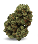 Warlock CBD