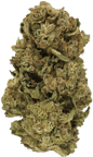 Starhaze OG