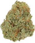 Amsterdam Amnesia