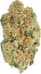 Midnight Mimosa