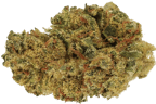 White Gorilla