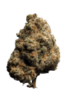 Minty Cookies