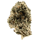 ANIMAL COOKIES × SINMINT COOKIES