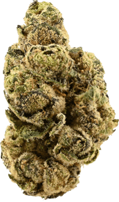 Siggis Löwenzahn ((Biscotti x Jealousy) x Sherb Bx)