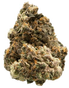 Siggis Pfefferminze (Kush Mints F2 x Jealousy)