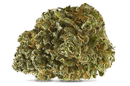 Animal Cookies