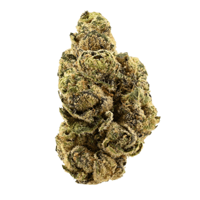 Siggis Löwenzahn ((Biscotti x Jealousy) x Sherb Bx)