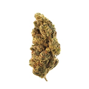 Mimosa