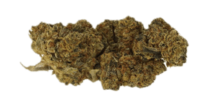 Gorilla Glue #4