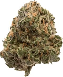 Black Truffle