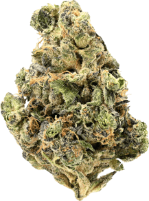 Siggis Pfefferminze (Kush Mints F2 x Jealousy)