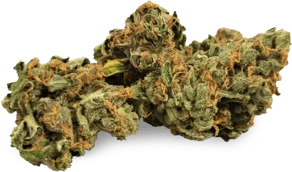 Island Sweet Skunk