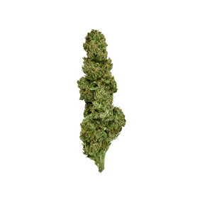 Mantis