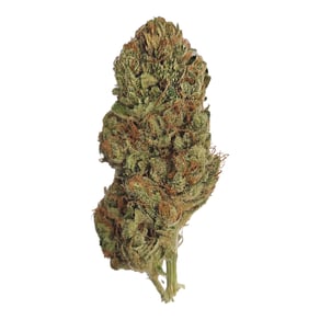 Orange Bud