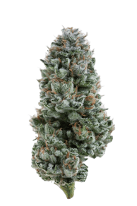 Kosher Tangie