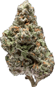 Kush Mintz