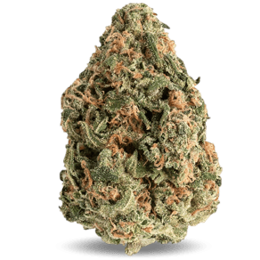 Amnesia Gold