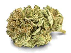 Master Kush