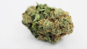 White Widow