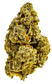Cactus Breath