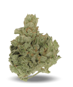 Island Sweet Skunk