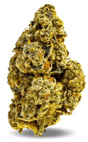 Cactus Breath