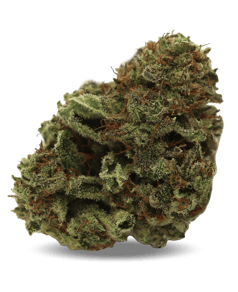 Lilac Diesel
