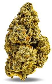 Cactus Breath