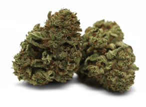 Lilac Diesel