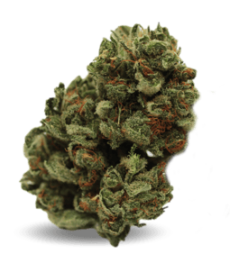 Warlock CBD