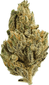Peyote Critical