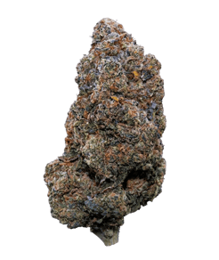 Black Maple