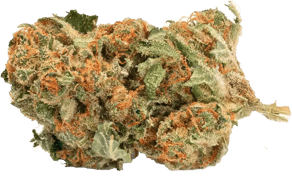 White Widow
