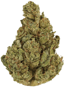 Dosi Bow