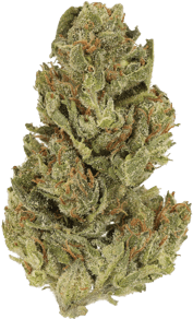 White Herer