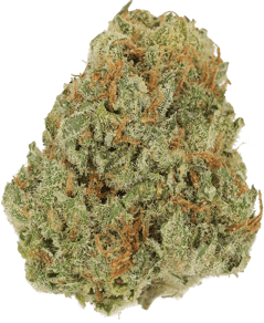 Amsterdam Amnesia