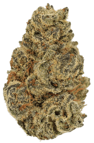 Orange Bud