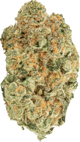 Midnight Mimosa