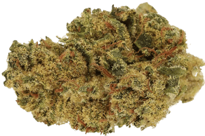 White Gorilla