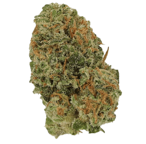 Amsterdam Amnesia