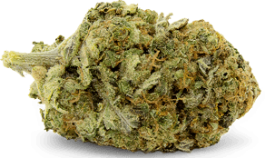 Mango Kush