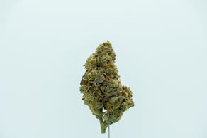 Berry Mist (Strawberry Guava x Kush Mint)