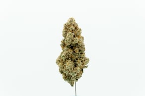 Pablo's Revenge (Animal Mints x Sherb Cake)