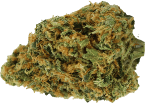 Critical Kush