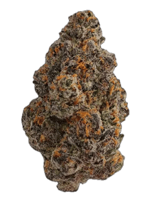 Gelato 41